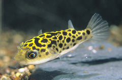 Leopard Puffer