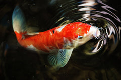 Assorted Long Fin Koi / Butterfly Koi