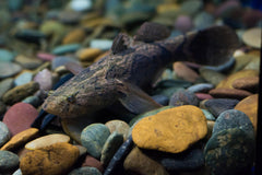 Marble Goby
