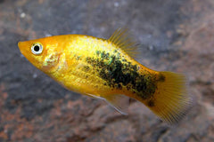 Platy Apple Micky Mouse