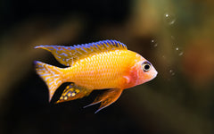 Aulonocara Ob Peacock Yellow