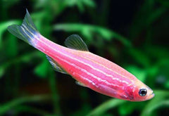 Danio Zebra Pink