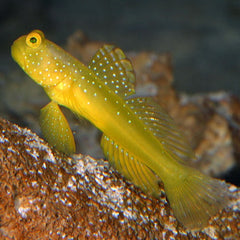 Yellow Watchman Goby - Small