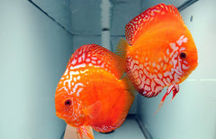Red Melon Discus