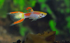 Guppy Lesar Endler