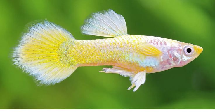 Guppy Golden Tuxedo