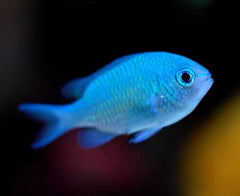 Scissortail Chromis - Medium