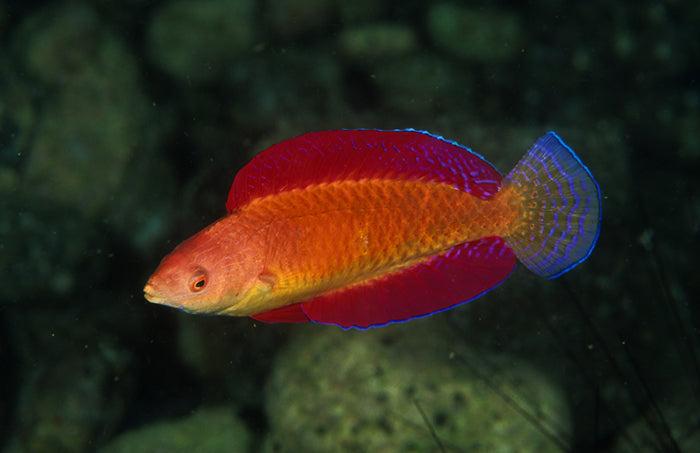 Red Fin Fairy Wrasse Super Male - Medium