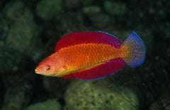 Red Fin Fairy Wrasse Super Male - Medium