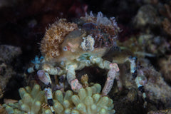 Decorator Crab - Medium