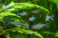 Rummynose Tetra