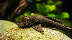 Staghorn Bristlenose LDA72