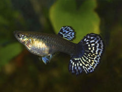 Guppy Female Blue Mosaic Tail