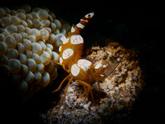 Sexy Shrimp - Small