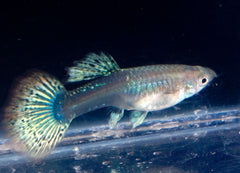 Guppy - Haritha Blue Dragon