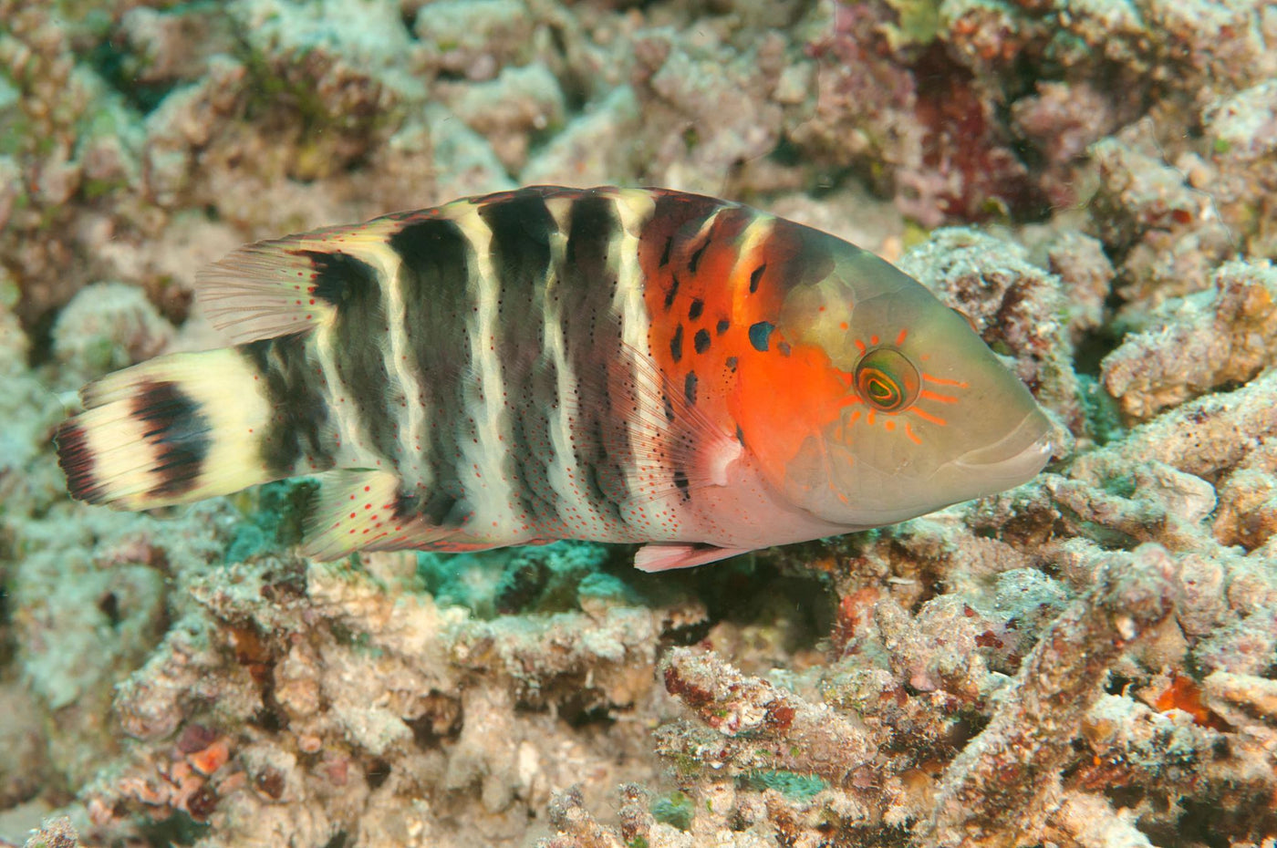 Red Breasted Wrasse - Small