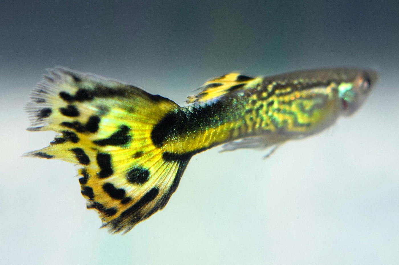 Green Moscow Guppy Male
