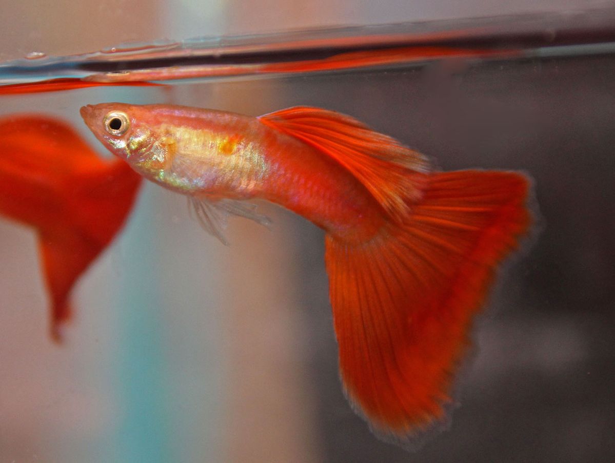 Guppy Female Blonde Red