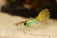 Green Moscow Guppy Male