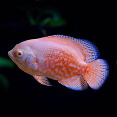 Albino Tiger Oscar