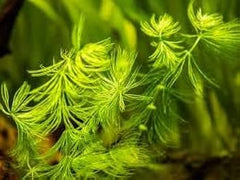 Egeria Densa