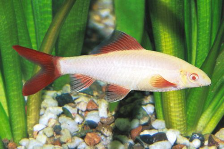 Albino Rainbow Shark Sml