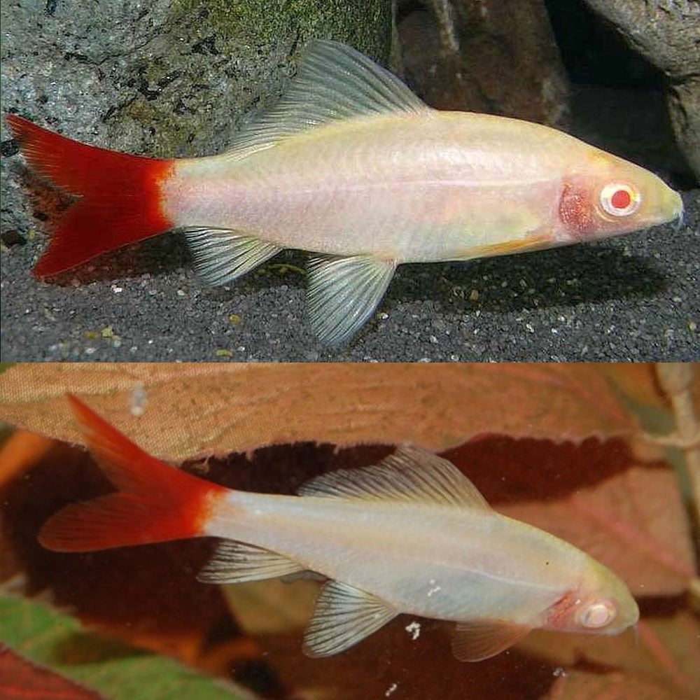 Albino Black Shark
