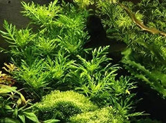 Hygrophila Difformis