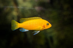 Aulonocara Ob Peacock Yellow