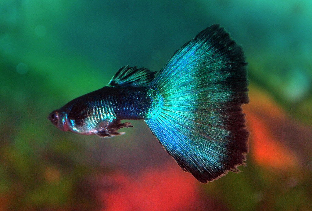 Guppy Peacock Green