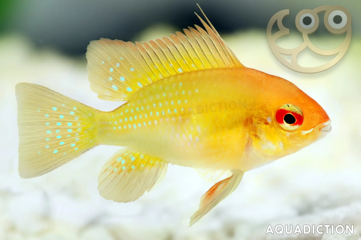 Golden Ramirezi