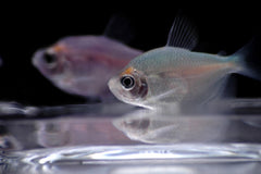 Assorted Fruit Tetra