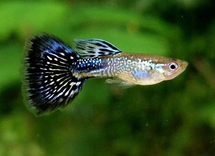 Guppy Black Cobra Endler