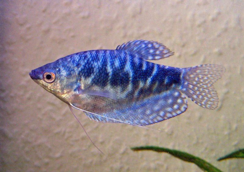 Gourami Blue 3 Spot