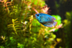 Cobalt Blue Dwarf Gourami Male