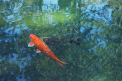 Assorted Long Fin Koi / Butterfly Koi