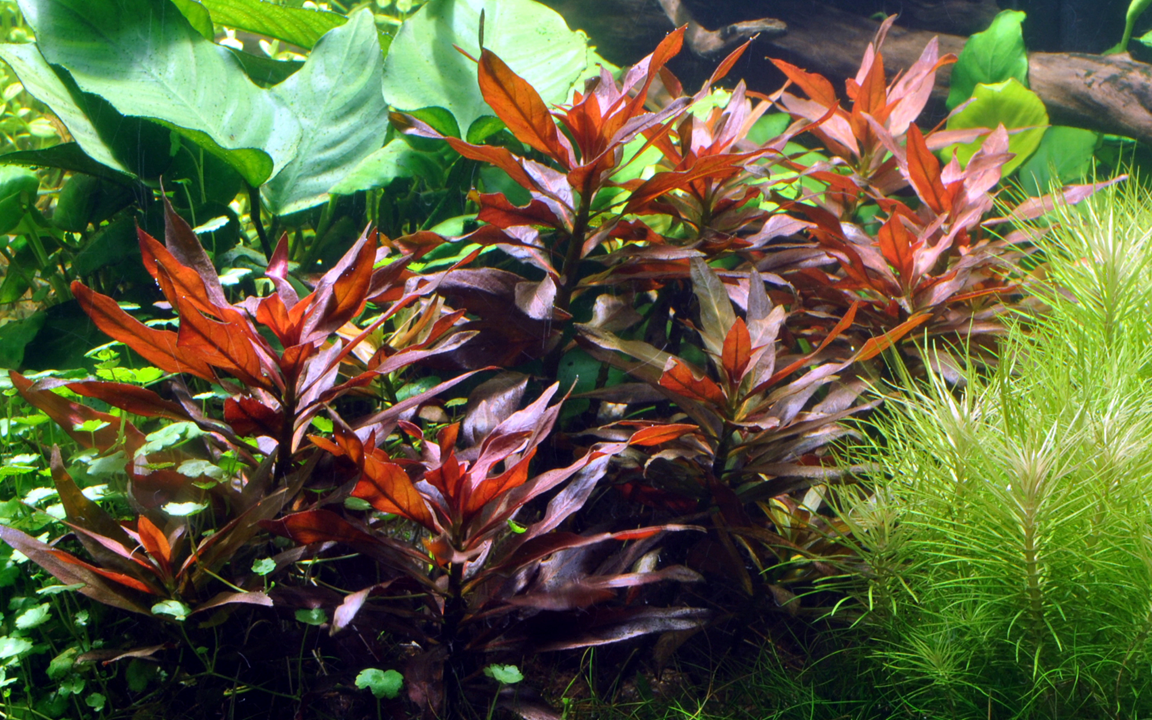 Ludwigia Glandulosa