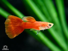 Guppy Blonde Rainbow