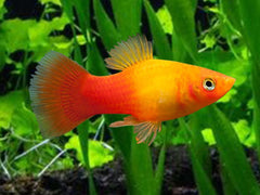 Sunburst Crescent Platy