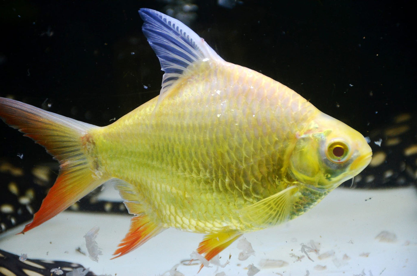 Golden Tinfoil Barb