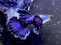 Purple Varigated Dumbo Male Guppy