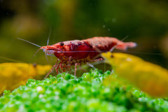 Bloody Mary Shrimp Dwarf Varitey