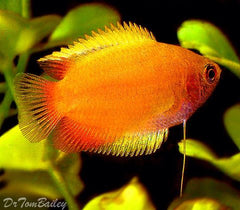 Gourami Golden
