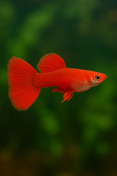 Guppy Cobra Red