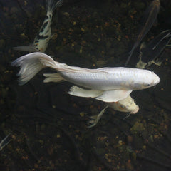 Black Platinum Long Fin Koi - 12-14"