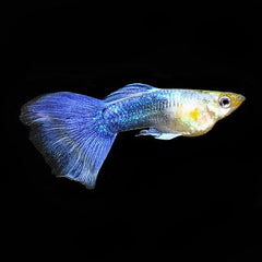 Guppy Calico Double Sword