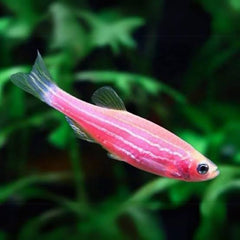 Danio Zebra Pink