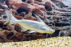 Iridescent Shark Sml