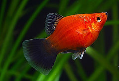Red Crescent Platy