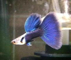 Guppy - Gaass Berry